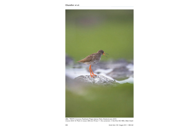 © Oliver Smart/British Birds